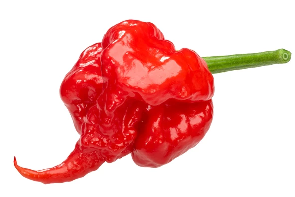 Dünyanın En Acı Biber Tohumu (Trinidat Scorpion) 10 Adet Tohum ürün görseli 1