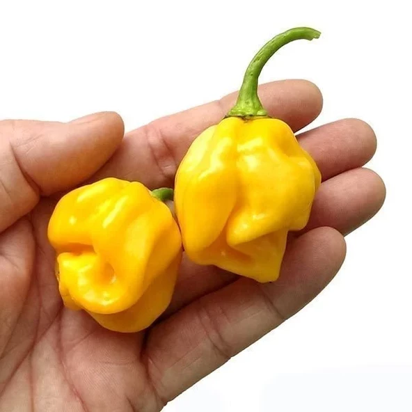 Dünyanın En Acı Biber Tohumu (Trinidat Scorpion) Sarı Renk 10 Adet Tohum ürün görseli 1