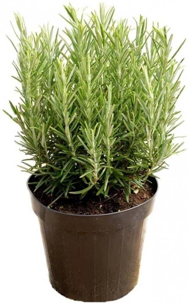 3 Lü Bitki Fidan Çiçek Seti 10-20 cm ürün görseli 1