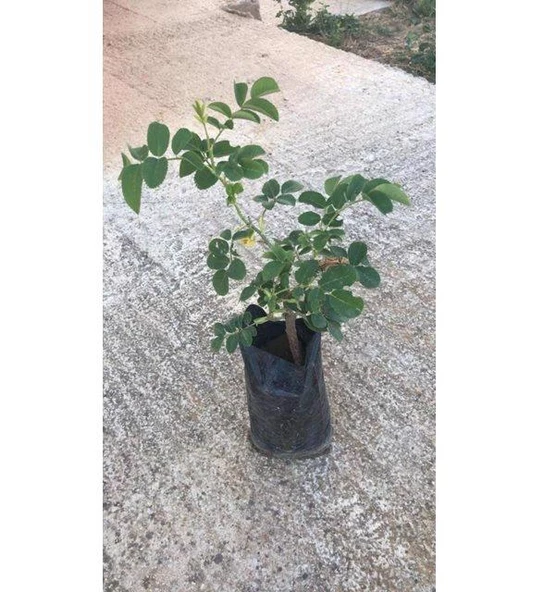 3 Lü Bitki Fidan Çiçek Seti 10-20 cm - Resim 2
