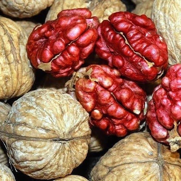 3 Yaş Aşılı Kırmızı Ceviz Fidanı ürün görseli 1