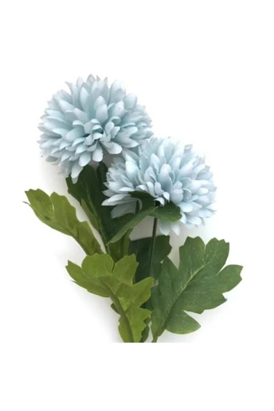 Kasımpatı Çiçeği Fidanı 10-20 cm ürün görseli 1