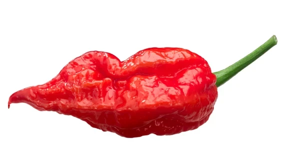 Bhut jolokia Biber Tohumu (Ghost pepper) 10 Adet Tohum (Çok Acı) ürün görseli 1