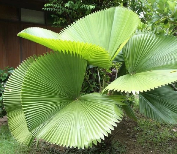 Licuala Peltata Palmiye Ağacı Tohumu 2 Adet Tohum Ekim Seti (Tayland dan İthal) ürün görseli 1