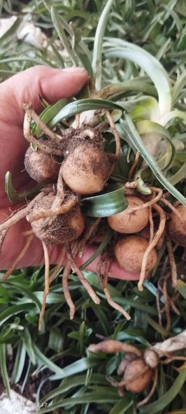 60 adet salep yumrusu yeni mahsul ....yüzde 95 çimlenme garantili. ürün görseli 1