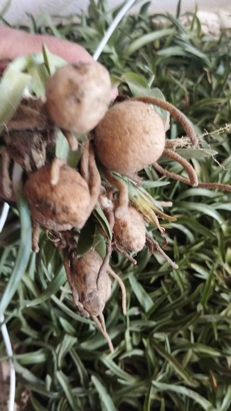 60 adet salep yumrusu yeni mahsul ....yüzde 95 çimlenme garantili. ürün görseli 1