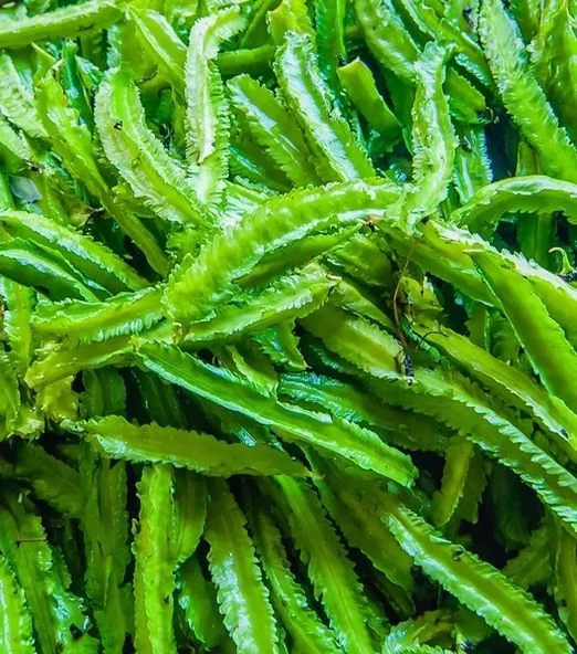 Kanatlı Fasulye Tohumu 10 Adet Tohum - Resim 5