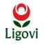 Ligovi Store