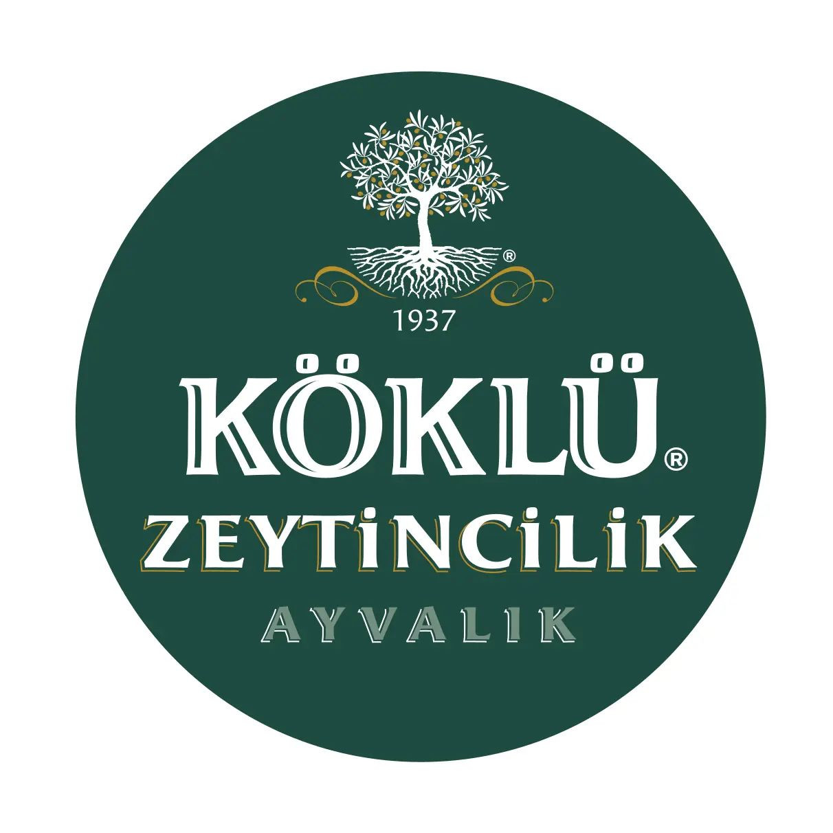 Köklü Zeytincilik